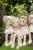 Rubens Barn кукла EcoBuds "Poppy"